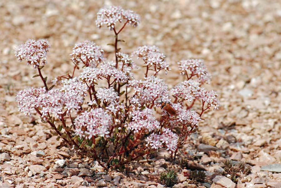 Sedum album / Borracina bianca